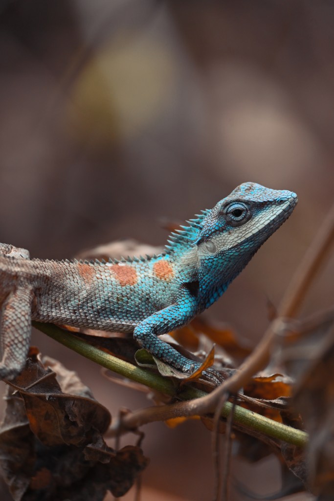Lézard dans la jungle d'Erawan National Park, parc naturel des cascades d'Erawan