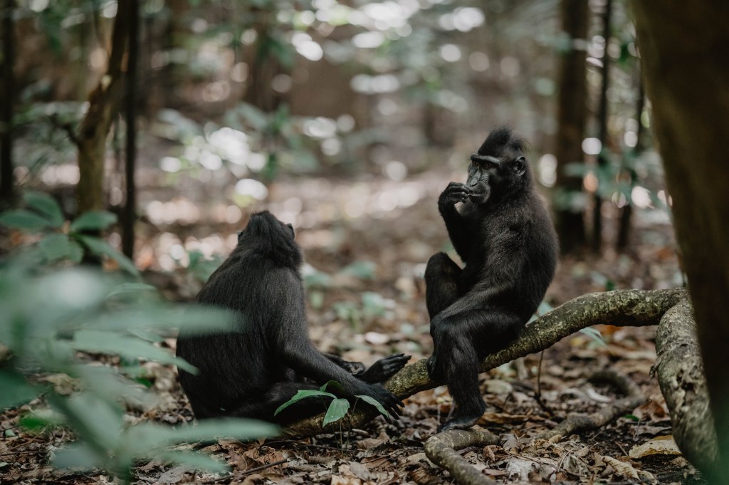 macaques nègres, réserve de Tangkoko, Sulawesi, Indonésie