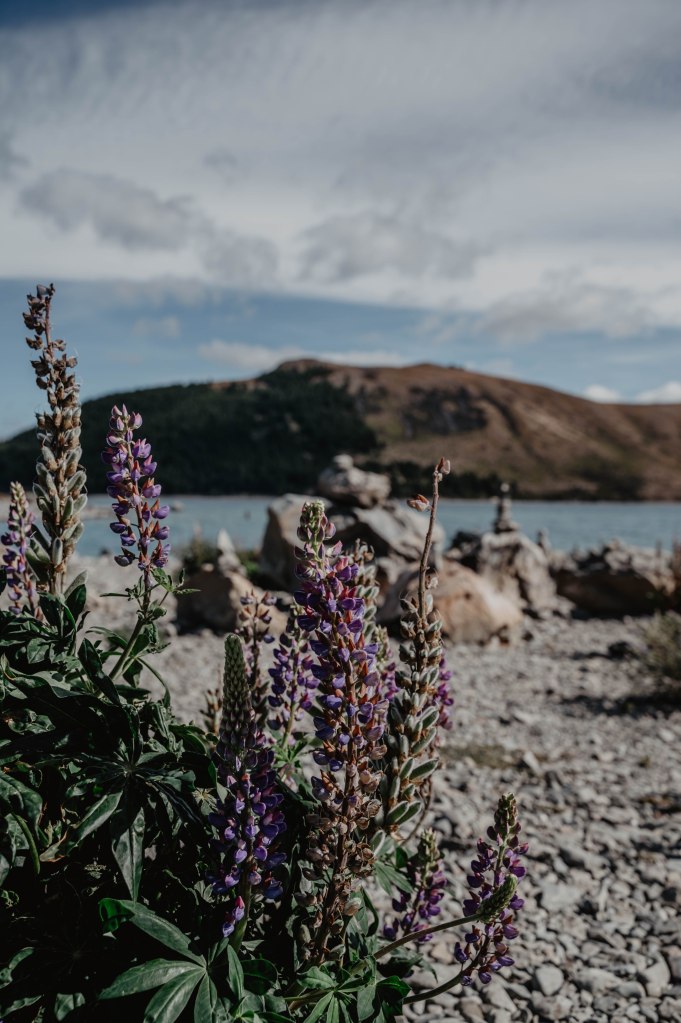 Lac tekapo, lupins