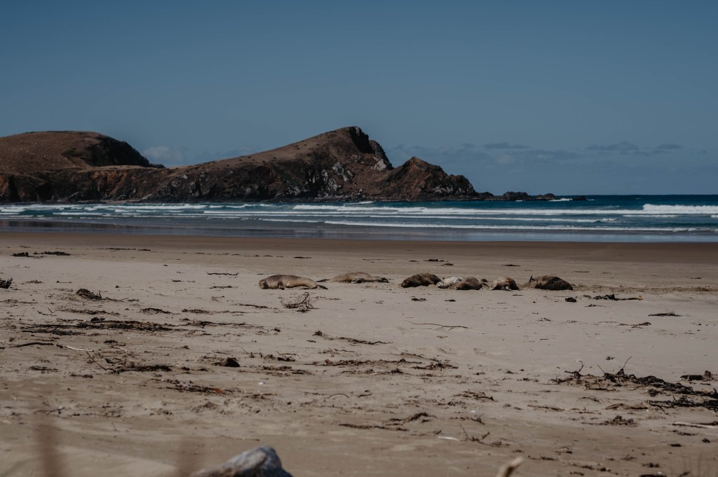 Sea lion, Surat Bay, Catlins, New Zealand