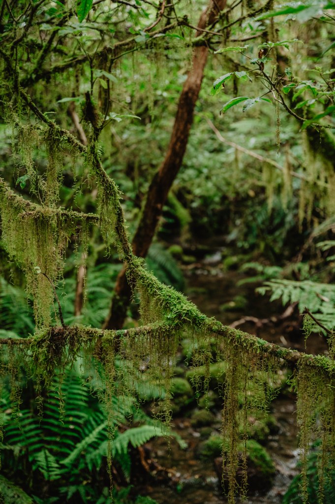 Kamahi Loop Walk, forêt des gobelins